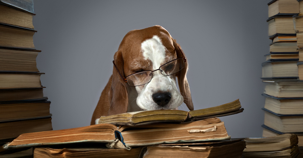 A basset hound wearing reading glasses, surrounded by stacks of books, looking tired but determined as it studies. The image humorously reflects the common perception that the Training and Assessment course is dry and tedious