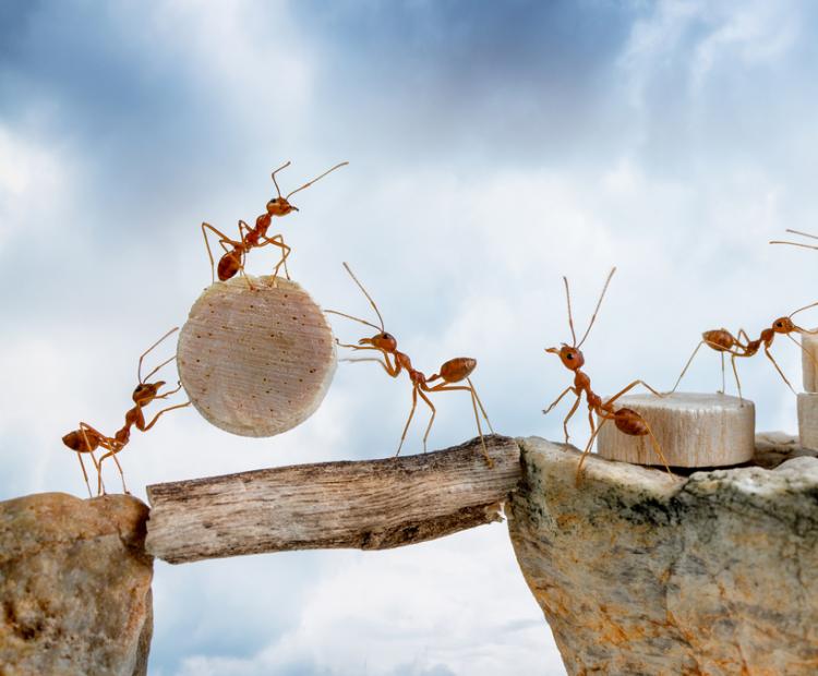 Ants Working Together Crossing a Bridge - Blueprint Career Development