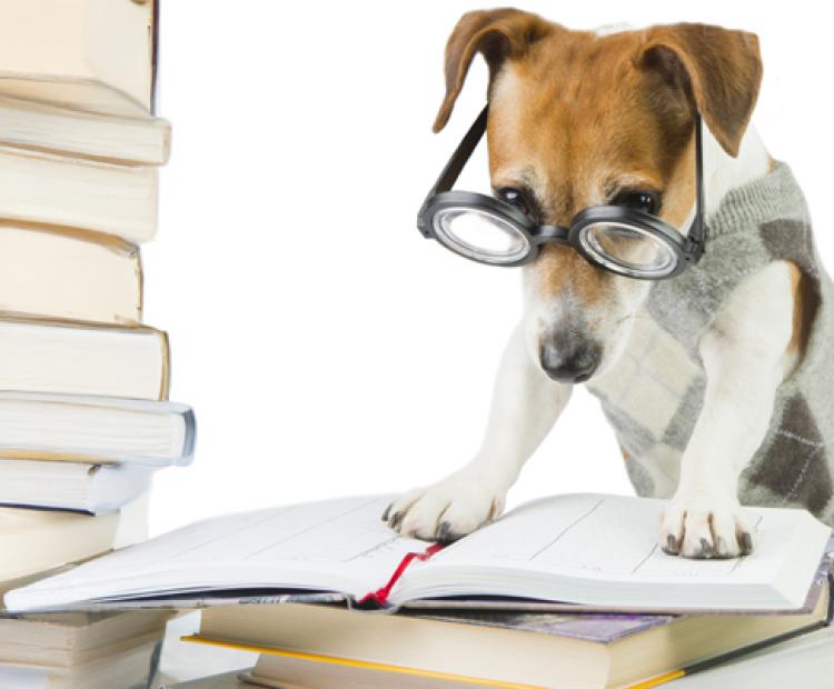 Dog studying