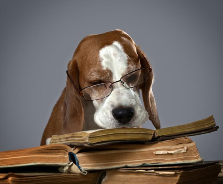 A basset hound wearing reading glasses, surrounded by stacks of books, looking tired but determined as it studies. The image humorously reflects the common perception that the Training and Assessment course is dry and tedious