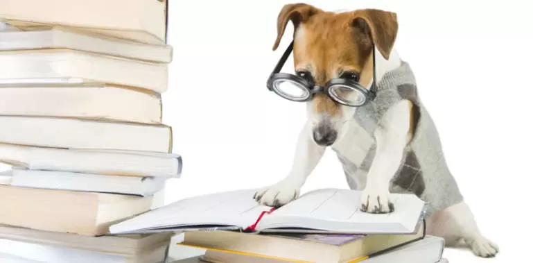 Dog studying